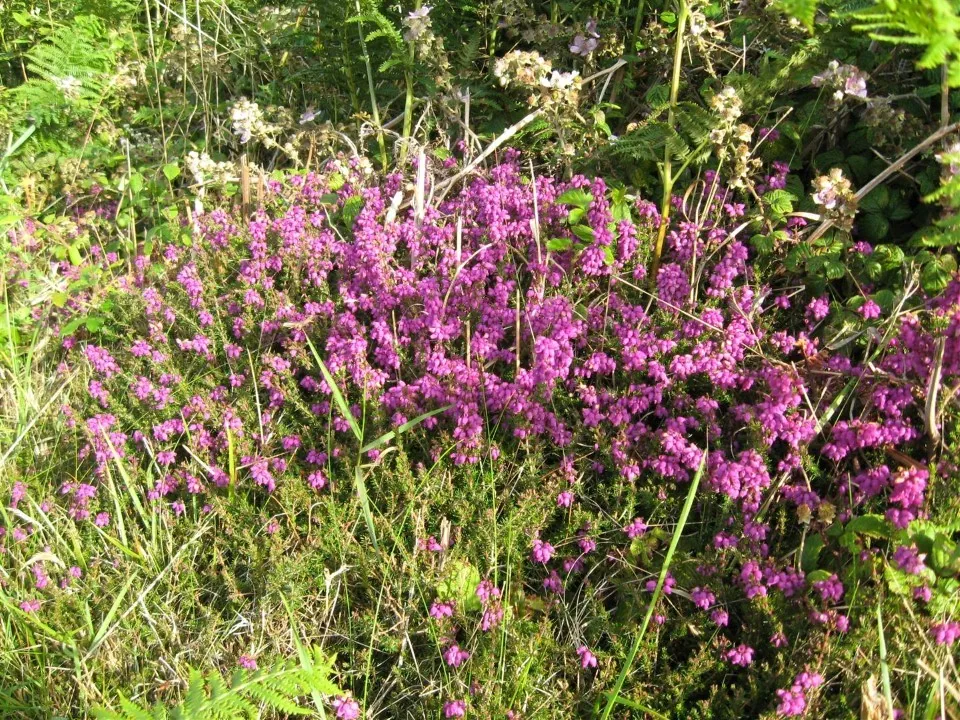 Day 5 heather in kenidjack valley
